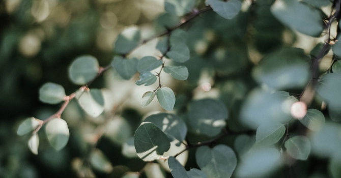 Executive/Clinician Consulting