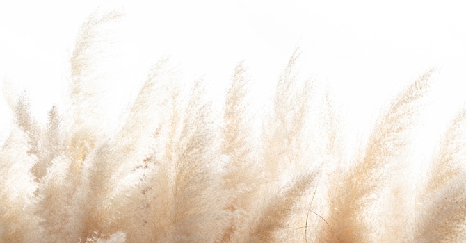 Psychedelic and Ketamine Therapy Integration