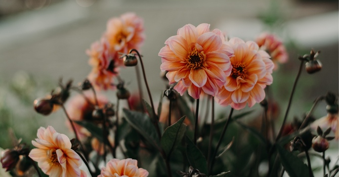 Psychedelic and Ketamine Therapy Integration